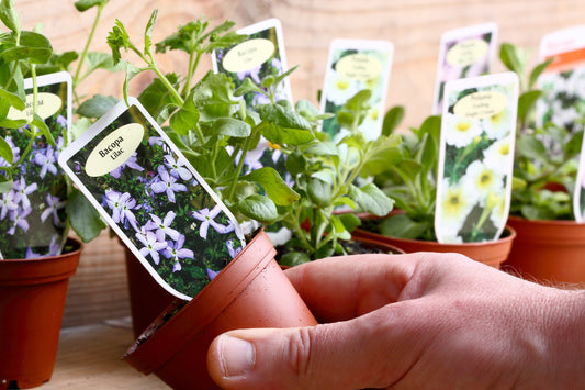 Person holding a small potted plant with other plants and a horticulture tag printed on synthetic paper